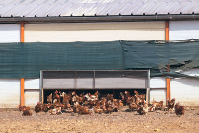 View of horses on roof of building