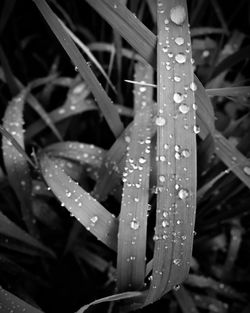 Close-up of water drops on leaves