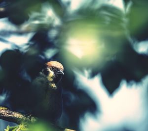 Close-up of bird perching on tree