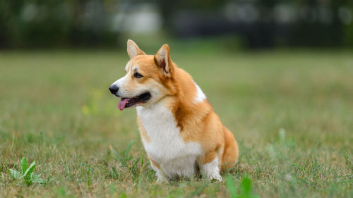 Dog looking away on field