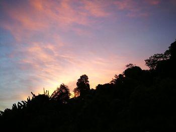 Silhouette trees at sunset