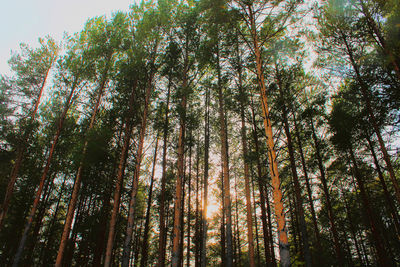 Low angle view of trees in forest