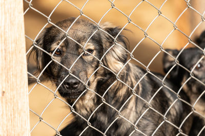 View of dog seen through chainlink fence