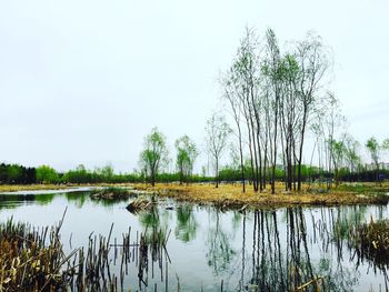 Reflection of trees in calm lake