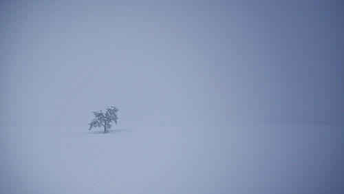 Trees on snow covered landscape