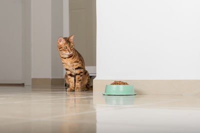 Bengal cat peeks around the corner, looks at a bowl of food, against the background of the room. 