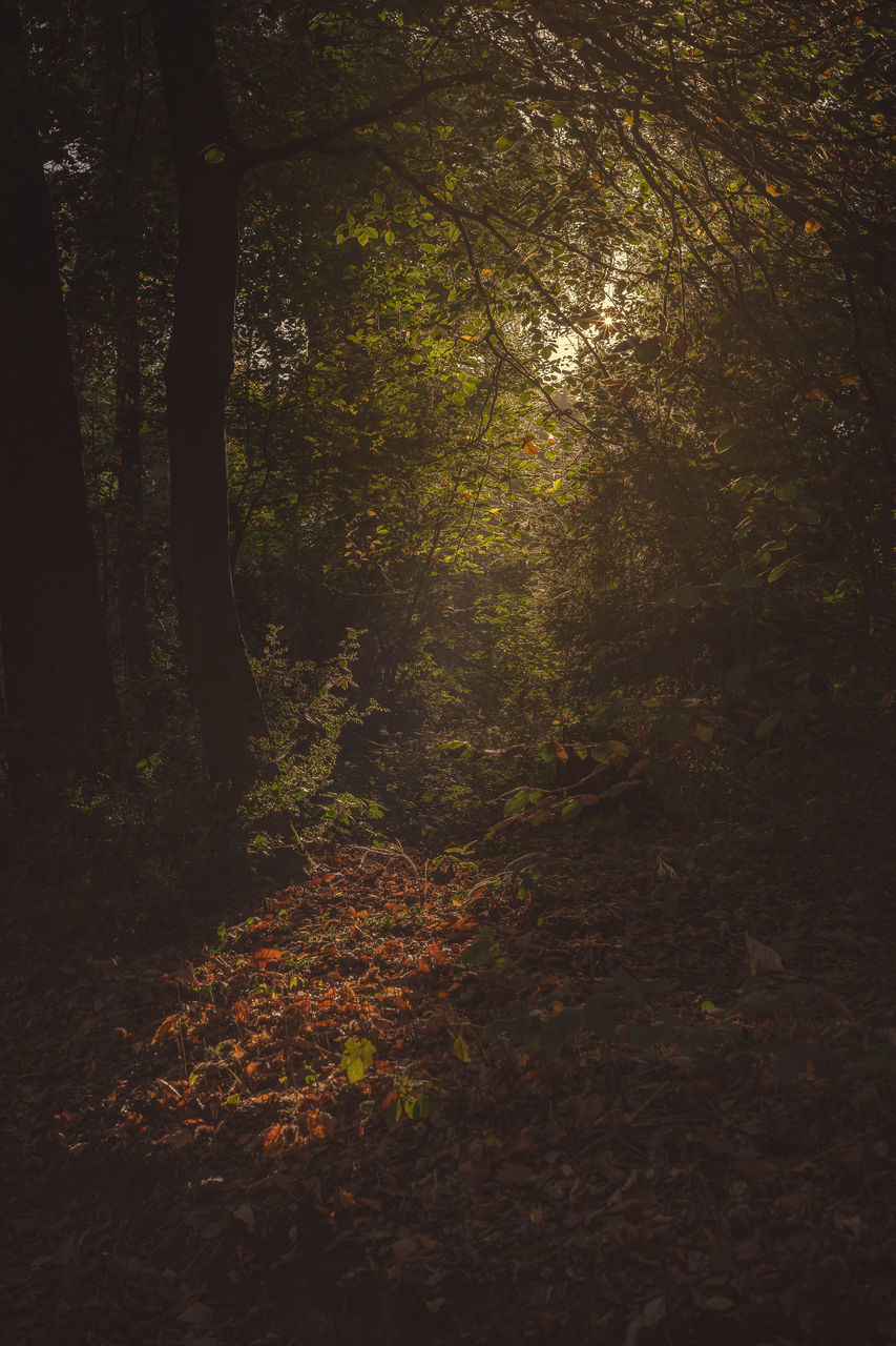 TREES GROWING IN FOREST