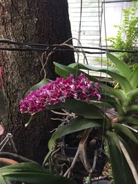 Close-up of purple flower blooming on tree