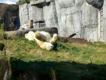 Dog relaxing on field