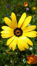 Close-up of raindrops on yellow flower