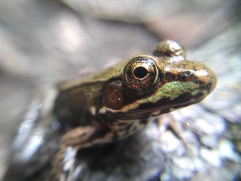 High angle close-up of frog on rock