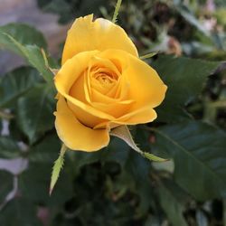 Close-up of yellow rose