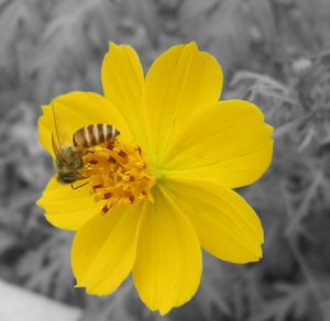 Close-up of yellow flower