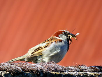 Close-up of a bird