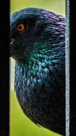 Close-up of bird perching outdoors