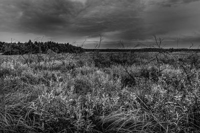 Scenic view of field against cloudy sky