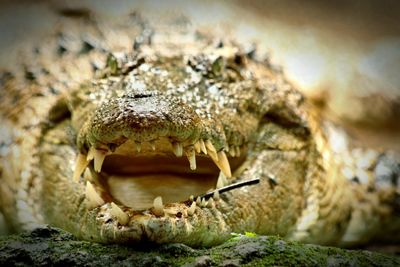 Close-up of crocodile