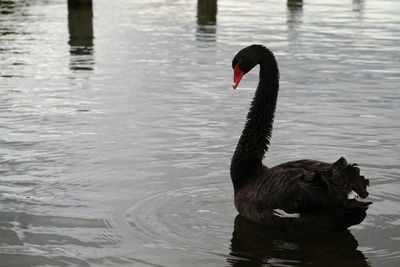 Swan swimming on lake