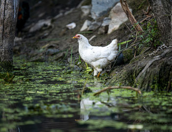 White duck in a water