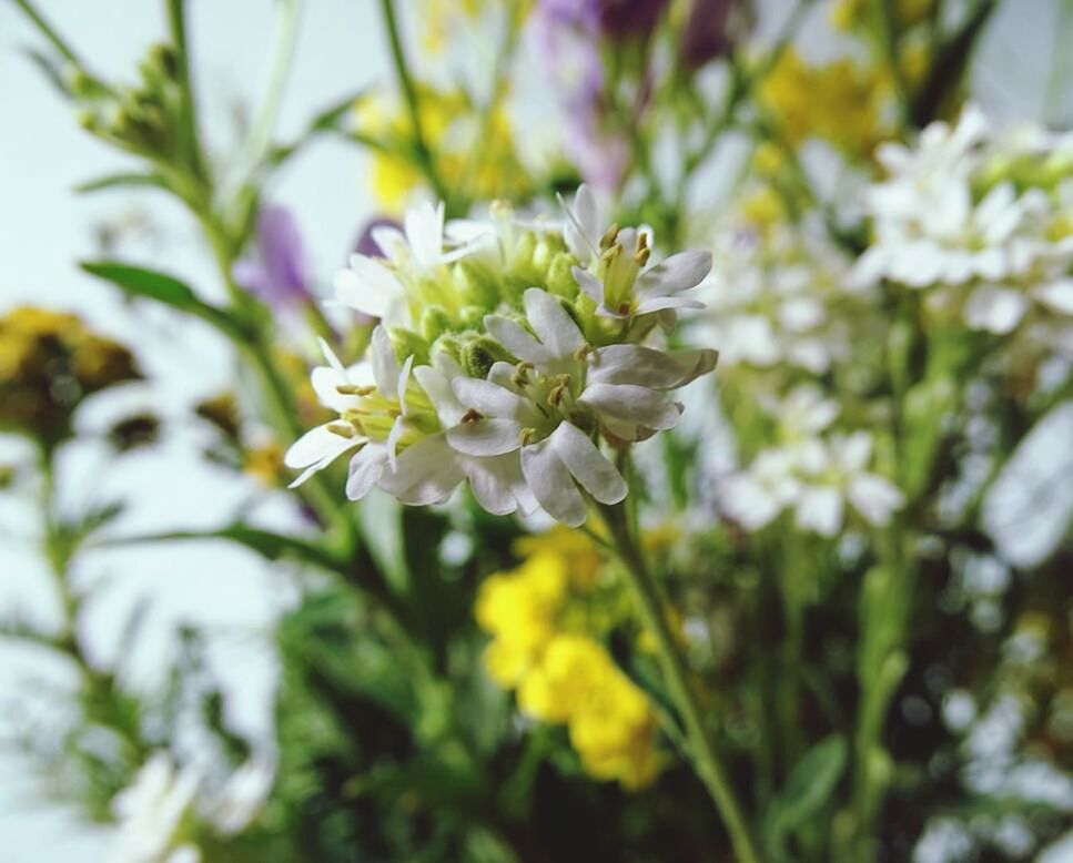 CLOSE-UP OF WHITE FLOWERS BLOOMING IN SPRING