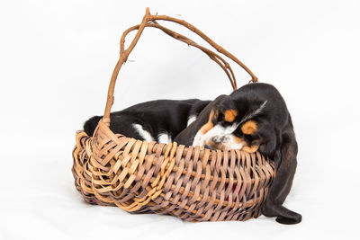 Close-up of dog in basket against white background