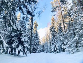 Trees on snow covered land