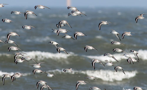 Flock of seagulls flying in the sky