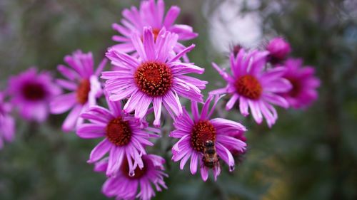 Close-up of purple flowers blooming outdoors