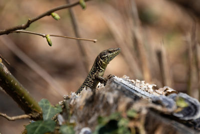 Close-up of lizard on tree