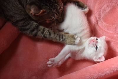 High angle view of cat resting