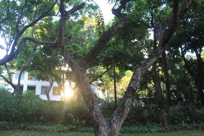 Sun shining through trees