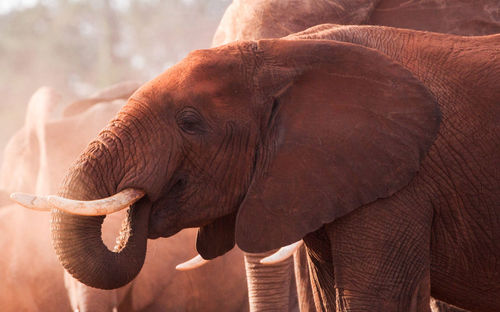 Close-up of elephant