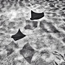 rays and skates