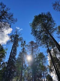 Low angle view of sunlight streaming through trees in forest