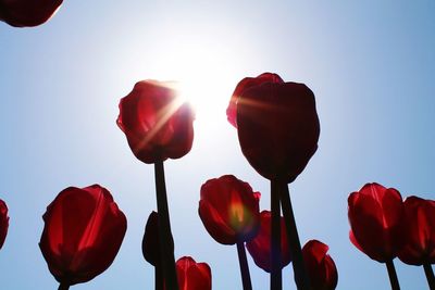 Close-up of tulips