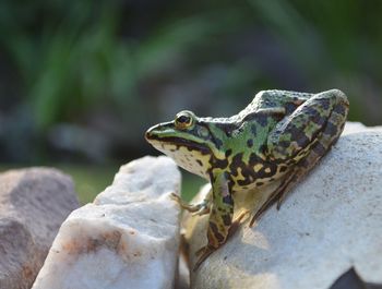 Close-up of lizard on rock