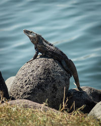 Side view of lizard on rock by sea