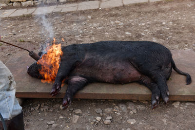 Cropped image of butcher burning pig on metal