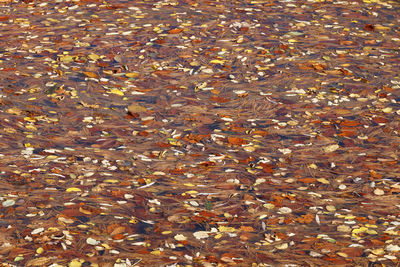 Full frame shot of autumn leaves