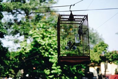 Close-up of bird in birdcage hanging on cable