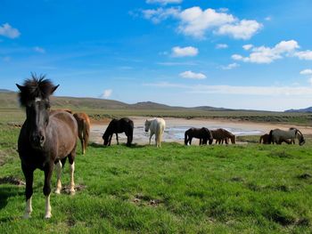 Iceland horses in a field