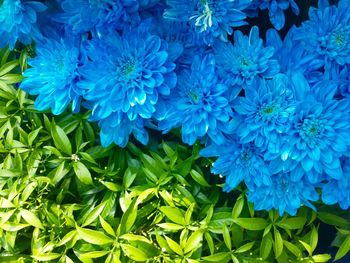 Close-up of blue flowers blooming outdoors