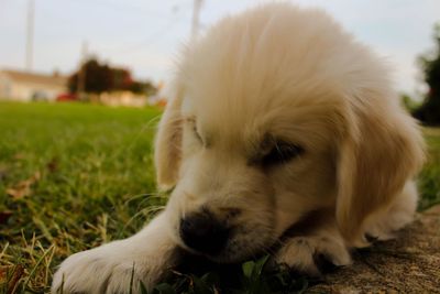 Close-up of puppy relaxing on grass