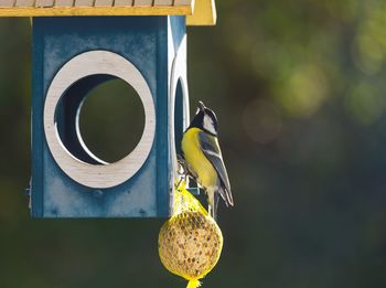 Close-up of bird perching on feeder