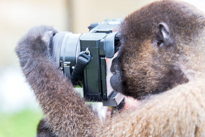 Close-up of wooly monkey photographing using camera