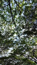 Low angle view of trees in forest