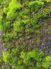 High angle view of tree by lake in forest