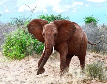 Elephant by trees against sky