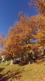 Autumn trees on field against clear sky