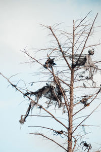 Low angle view of bird perching on bare tree